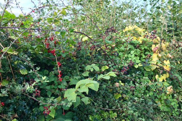 Inheemse heg___serialized1